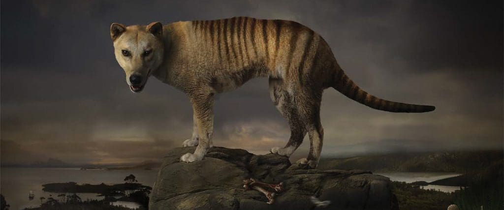 Jospeph McGlennon_Thylacine Study Number 2_2013_Giclee print on archival Hahnemühle Fine Art Paper-cmyk